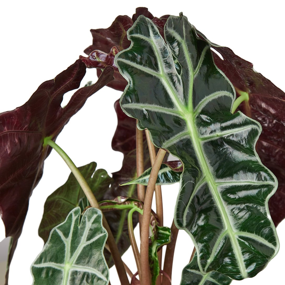 Close-up of a plant with dark green and maroon leaves on a white background