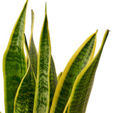 Close-up of a snake plant with green and yellow leaves on a white background