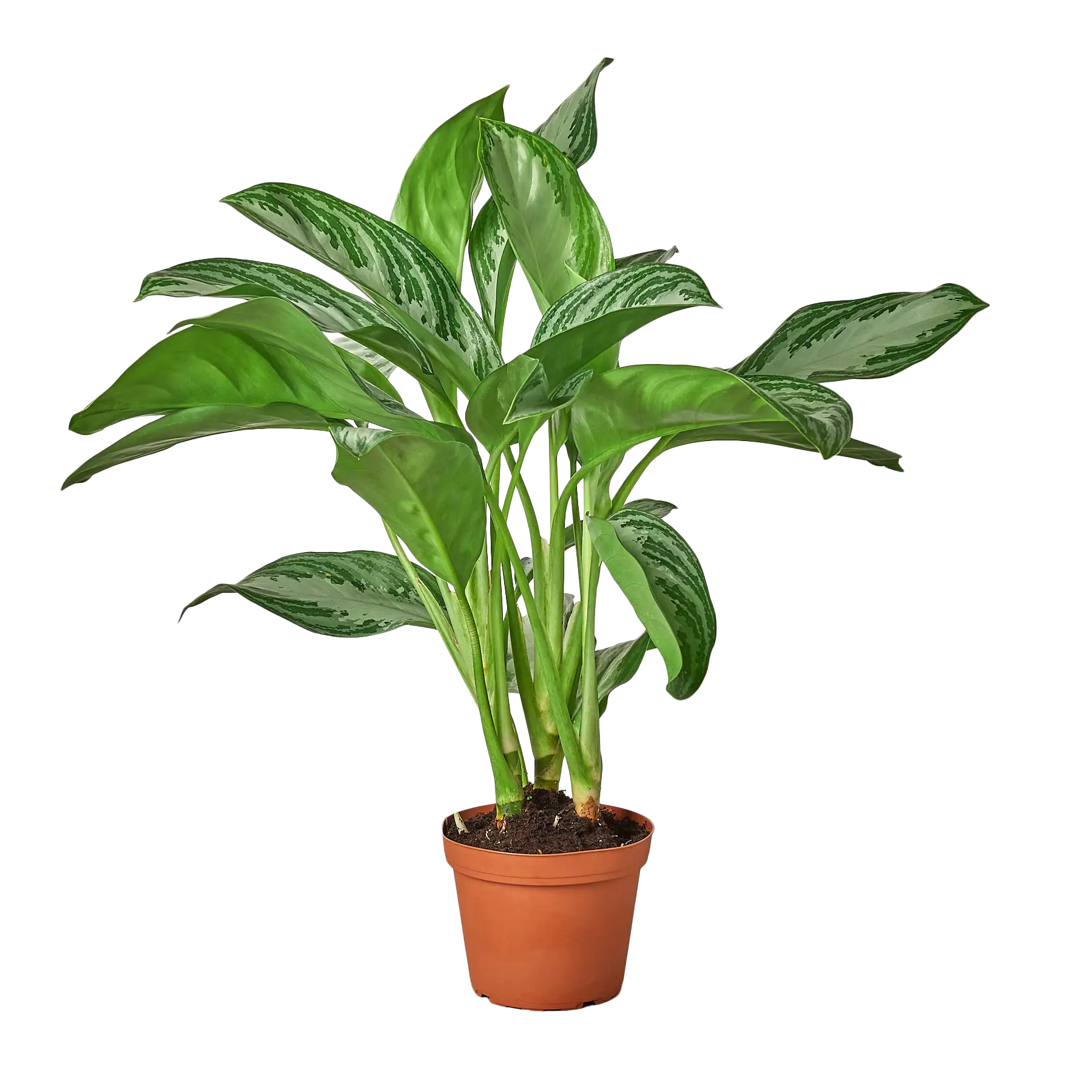 Potted green plant on a white background