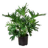 Potted green plant on a white background