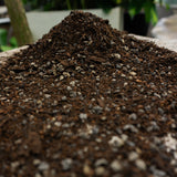 A mound of dark brown potting soil or compost with small white perlite pieces, photographed close up with a blurred green plant background.