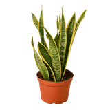 Potted snake plant with green and yellow striped leaves on a white background