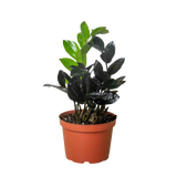 Potted plant with green leaves on a white background