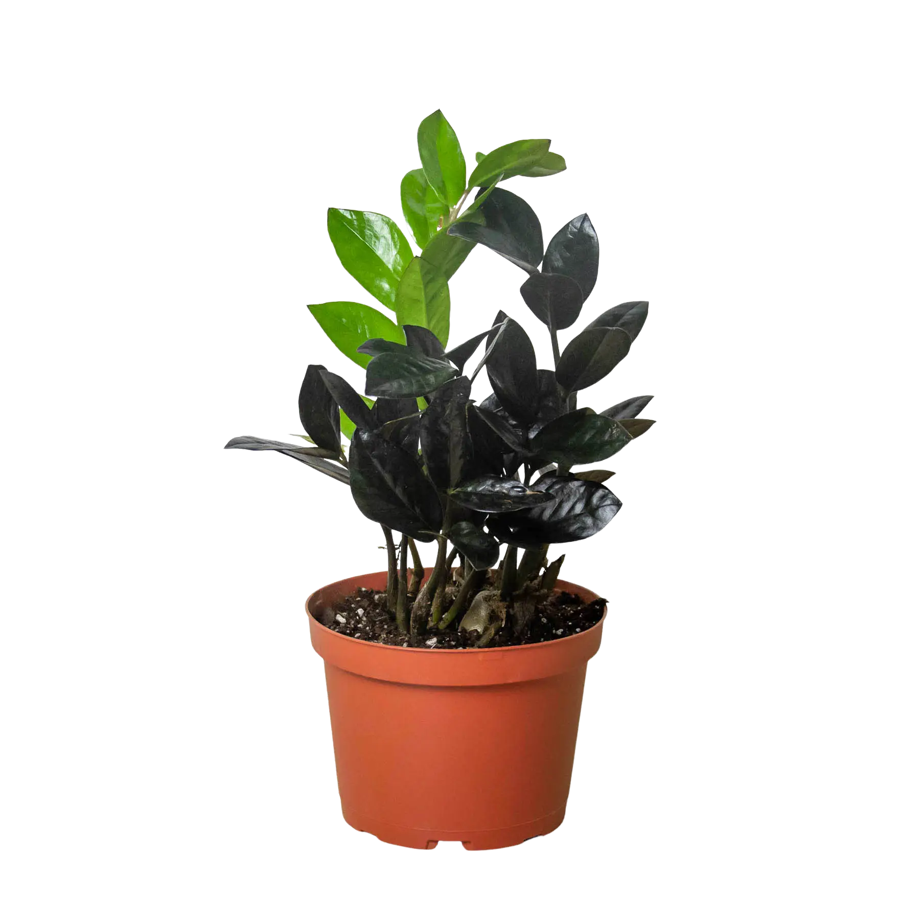 Potted plant with green leaves on a white background