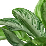 Close-up of green leaves with white veins on a white background
