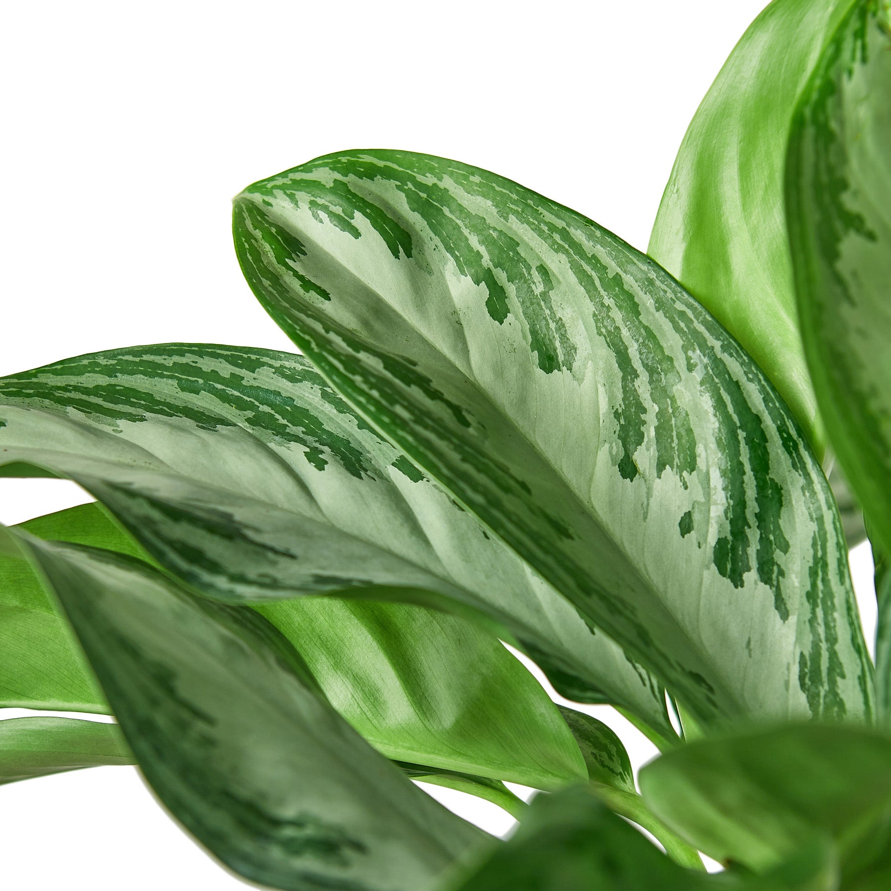 Close-up of green leaves with white veins on a white background