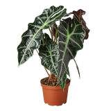 Potted plant with large dark green leaves on a white background