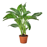 Potted green plant on a white background