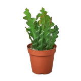 A green wavy-angled succulent plant, likely a Christmas cactus, potted in a classic terracotta-colored plastic nursery pot against a solid white background.