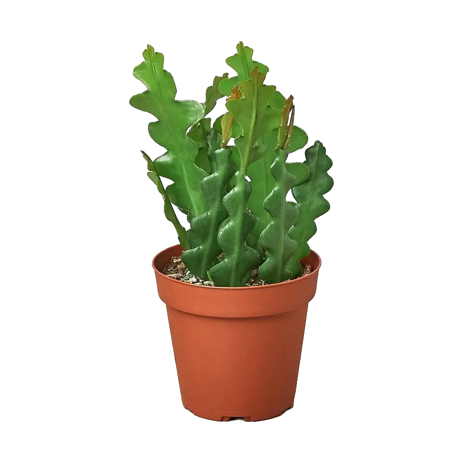 A green wavy-angled succulent plant, likely a Christmas cactus, potted in a classic terracotta-colored plastic nursery pot against a solid white background.