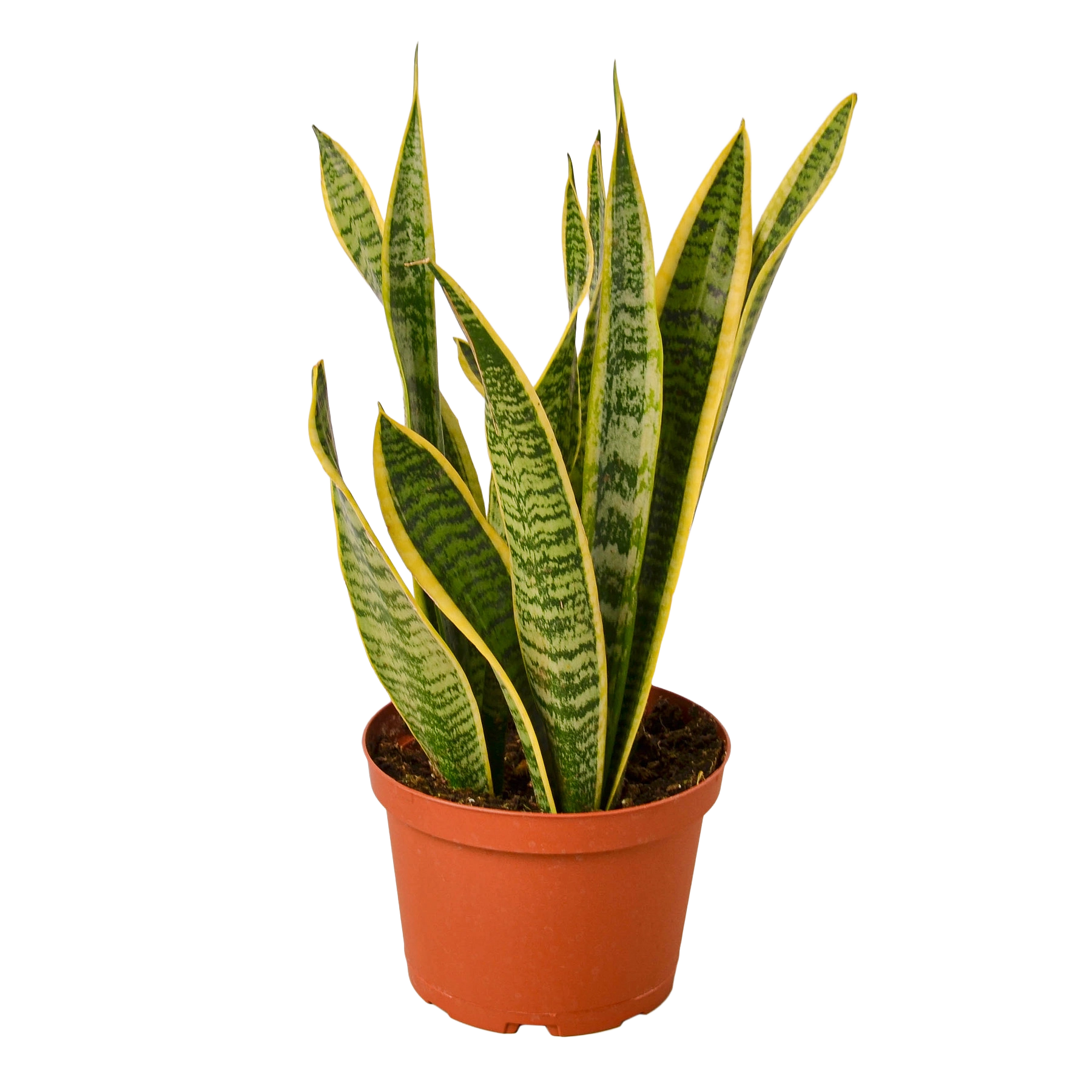 Potted snake plant with green and yellow striped leaves on a white background