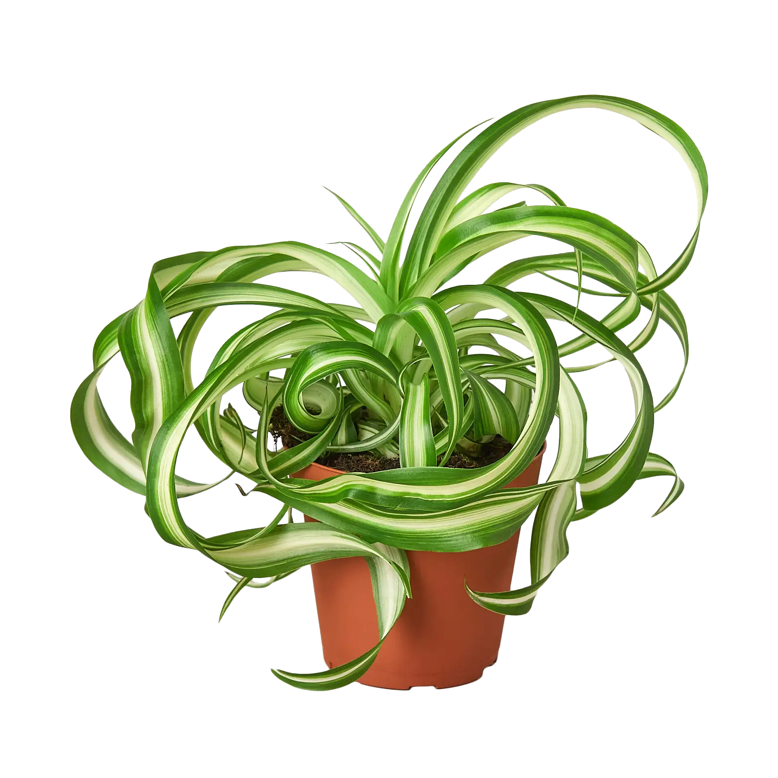 A potted spider plant with long, curling green and white variegated leaves in a terracotta-colored plastic pot, isolated on a white background.