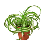 A potted spider plant with long, curling green and white variegated leaves in a terracotta-colored plastic pot, isolated on a white background.