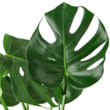 Close-up of a Monstera plant leaf on a white background